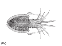 Image of Sepia prabahari (Small striped cuttlefish)