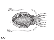 Image of Rhombosepion prashadi (Hooded cuttlefish)
