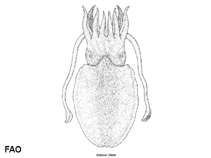Image of Sepia recurvirostra (Curvespine cuttlefish)