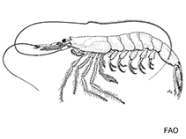 Image of Acetes chinensis (Northern mauxia shrimp)