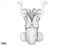 Image of Sepiola robusta 