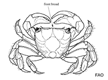 Image of Aratus pisonii (Mangrove tree crab)