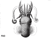 Image of Semirossia tenera (Lesser shining bobtail)