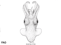 Image of Sepiola trirostrata (Knobby bobtail squid)