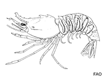 Image of Sicyonia ingentis (Ridgeback rock shrimp)