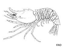 Image of Sicyonia adunca 