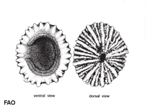 Image of Siphonaria javanica (Javanese false limpet)