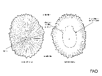 Image of Williamia peltoides (Shield false limpet)