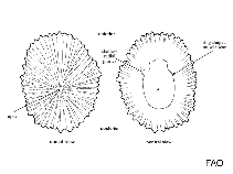 Image of Siphonaria kurracheensis 