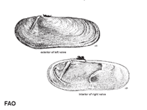 Image of Siliqua winteriana (Winter\