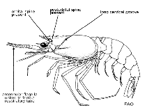 Image of Solenocera africana (African mud shrimp)