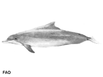 Image of Sousa chinensis (Pacific humpback dolphin)