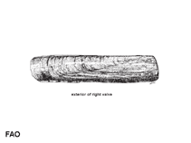 Image of Solen lamarckii (Lamarck\