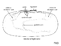 Image of Tagelus subteres (Lesser tagelus)