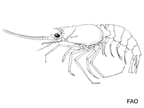 Image of Mesopenaeus mariae 