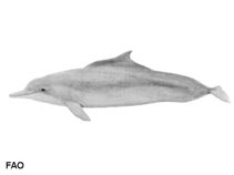 Image of Sousa teuszii (Atlantic hump-backed dolphin)