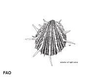 Image of Spondylus imperialis (Imperial thorny oyster)