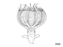 Image of Stauroteuthis syrtensis (Balloon octopod)