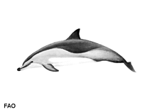 Image of Stenella clymene (Clymene dolphin)