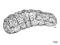 Image of Stichopus ocellatus (Ocellated sea cucumber)