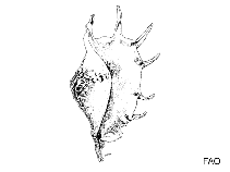 Image of Canarium erythrinum (Elegant conch)