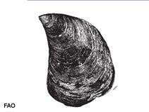 Image of Stavelia subdistorta (Distorted mussel)