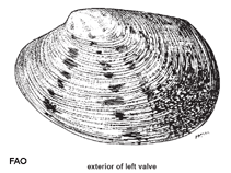 Image of Tapes dorsatus (Turgid venus)