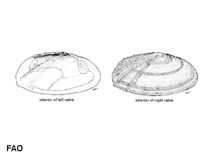 Image of Tellina foliacea (Foliated tellin)