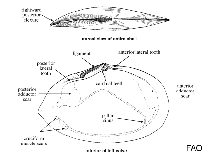 Image of Macomona liliana (Large wedge shell)
