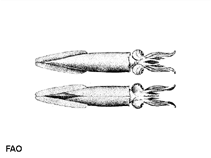 Image of Teuthowenia megalops 