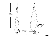 Image of Terebra columellaris (Column auger)