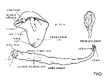 Image of Nototeredo knoxi (Foliaceous shipworm)