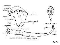 Image of Kuphus polythalamia 