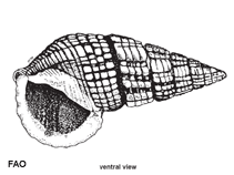 Image of Terebralia sulcata (Sulcate swamp cerith)