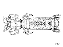 Image of Kasim philippinensis 