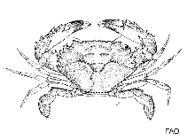 Image of Thalamita crenata (Wide front swimcrab)