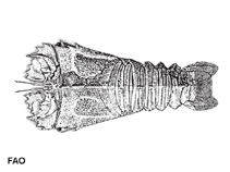 Image of Thenus orientalis (Flathead lobster)