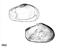 Image of Thracia pubescens (Pubescent thracia)