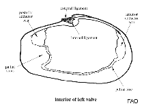 Image of Ixartia cuneolus 