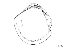 Image of Adontorhina sphaericosa (Inflated axinopsid)