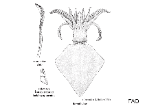 Image of Thysanoteuthis nuchalis 