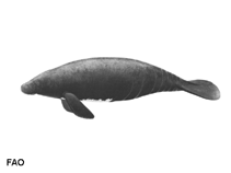 Image of Trichechus inunguis (Amazonian manatee)