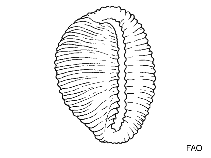 Image of Niveria nix (Snowy trivia)