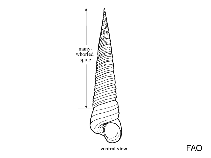 Image of Tachyrhynchus reticulatus (Reticulated turretsnail)
