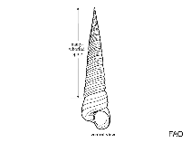 Image of Turritella maculata 