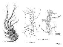Image of Ulva intestinalis (Hollow green nori)