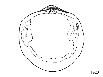 Image of Diplodonta notata (Marked diplodon)