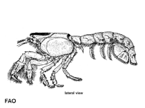 Image of Upogebia major (Japanese mud shrimp)