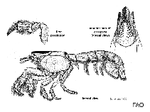 Image of Upogebia pugnax 