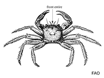 Image of Metaplax elegans (Orange signaller crab)